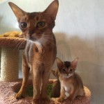 Абиссинские кошки – солнечное чудо