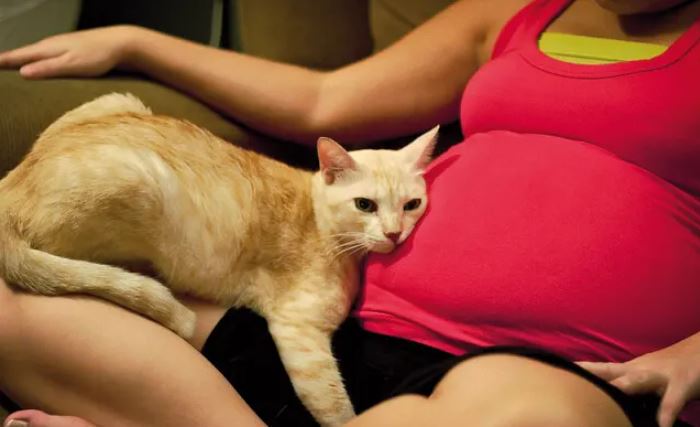 Кошка во время беременности — опасно для жизни!