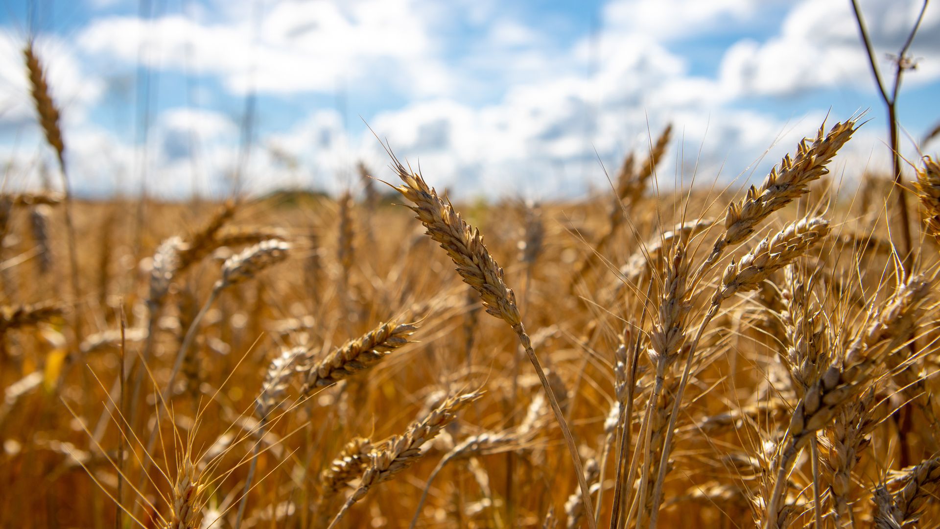 Венгрия сохранит запрет импорта украинских продуктов с согласия Еврокомиссии
