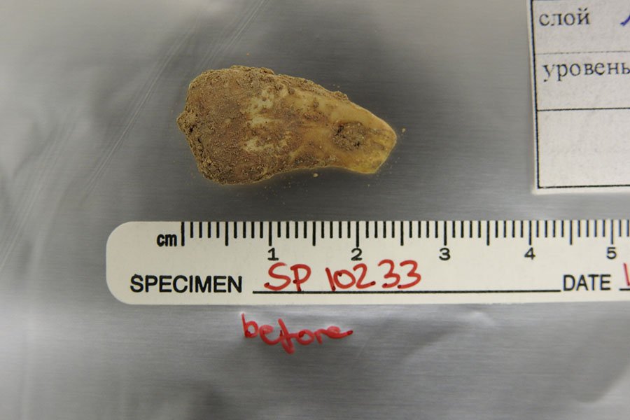 Ученые извлекли ДНК древней женщины из подвески возрастом 20 000 лет