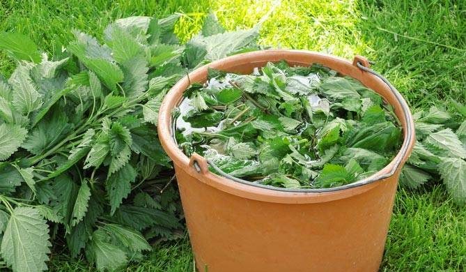 Для богатого урожая: какие овощи можно поливать настоем крапивы 