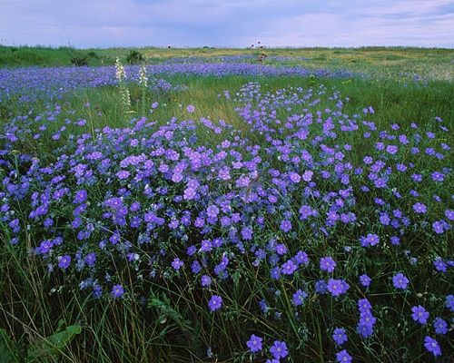 Приметы и поверья на 3 июня 2023 года подскажут, когда лучше сеять лен