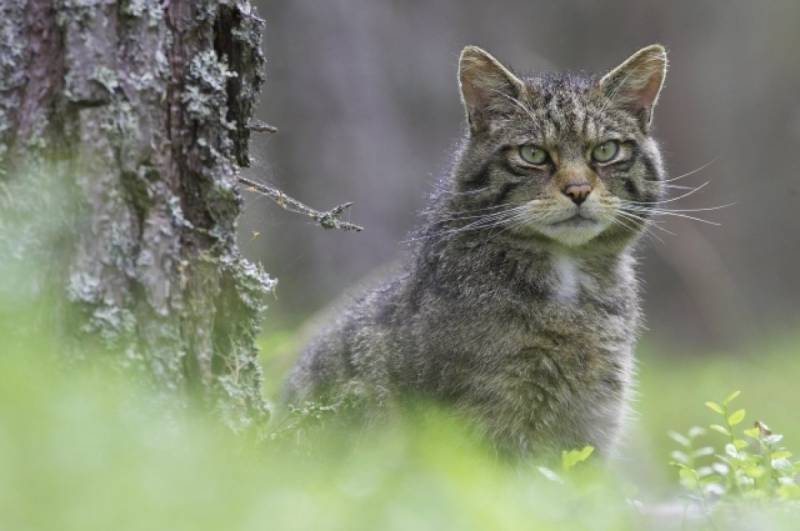 Кошачий коронавирус унес жизни более 300 тысяч усатых Кипра и движется к Израилю 