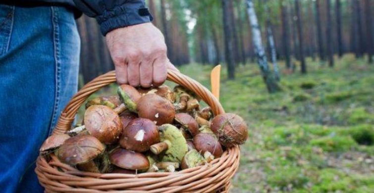 Пять грибных мест в Подмосковье, куда можно отправиться с корзинками уже сейчас 