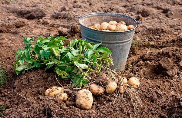 Лунный календарь сбора первого урожая: когда копать молодую картошку летом 2023 года 
