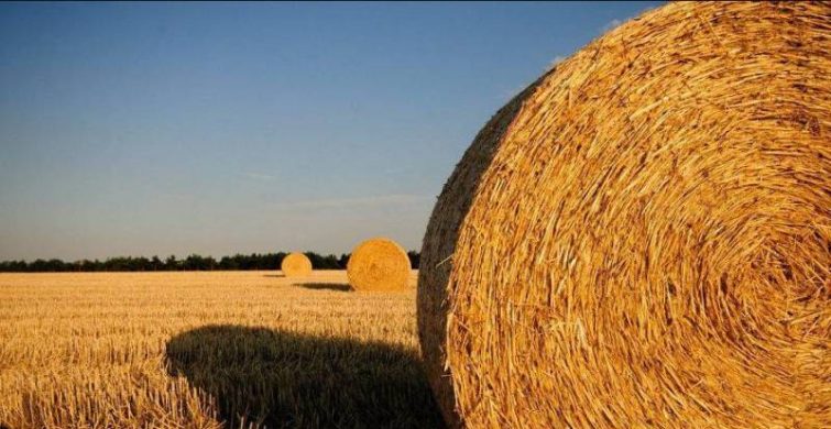 Что можно и нельзя делать по народным приметам в христианско-народный праздник 10 июля 2023 года 