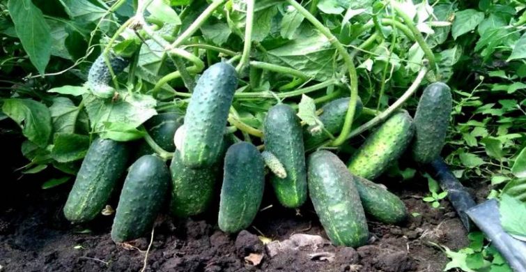 Можно ли сделать огурцы слаще и вкуснее с помощью обычного аспирина 