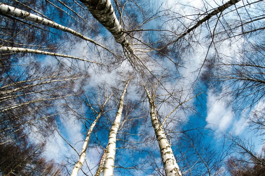 «Берестяная грамота»: В России освоили производство фотоплёнки из берёзы