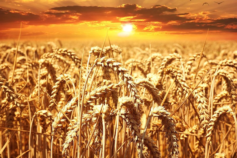 На Ставрополье испытают безопасные биопестициды