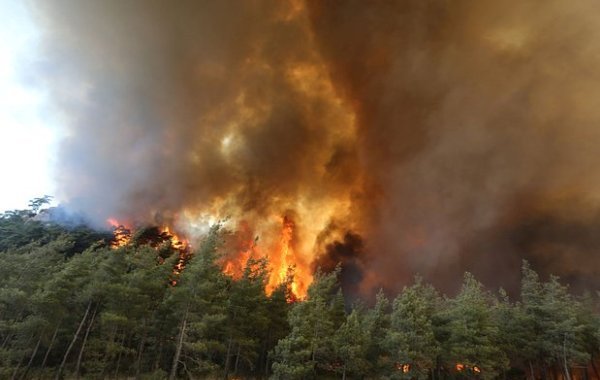 Турция сегодня, последние новости от 01.08.2023, что известно о лесных пожарах: обстановка на курортах Турции 1 августа, данные для туристов