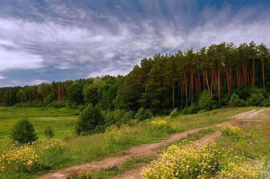 Лес