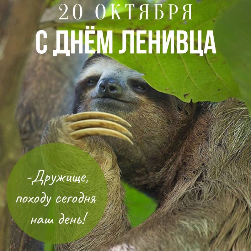 Международный день ленивца: открытки, поздравления
