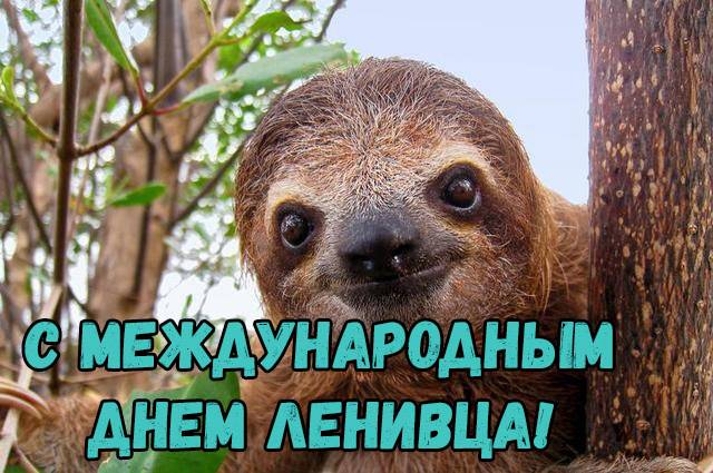 Международный день ленивца: что известно о животном